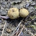 Rhizopogon luteolus - Photo (c) Immaculada Llorens, some rights reserved (CC BY), uploaded by Immaculada Llorens