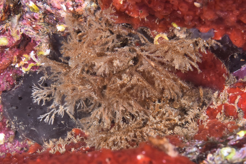 Scrupocellaria - Photo (c) xavi salvador costa, some rights reserved (CC BY-NC)