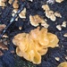 Tremella aurantia - Photo (c) Jordi Corbera, some rights reserved (CC BY), uploaded by Jordi Corbera