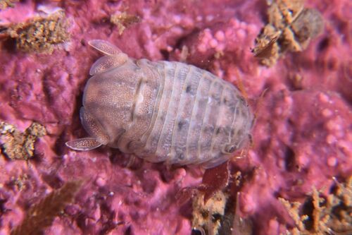 Sphaeroma serratum - Photo (c) xavi salvador costa, some rights reserved (CC BY-NC)