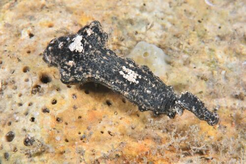 Trachelobdella lubrica - Photo (c) xavi salvador costa, some rights reserved (CC BY-NC)