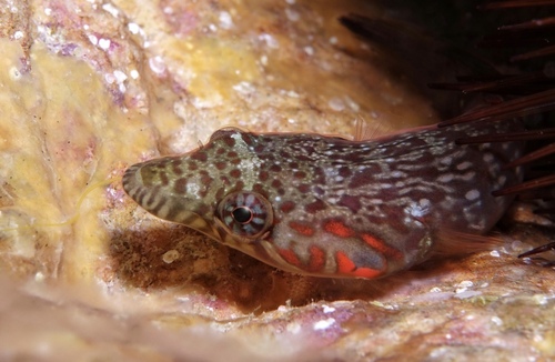 Connemarra Clingfish - Photo (c) oriol_d, all rights reserved