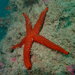 Mediterranean Red Sea Star - Photo (c) oceanicos, some rights reserved (CC BY-NC)