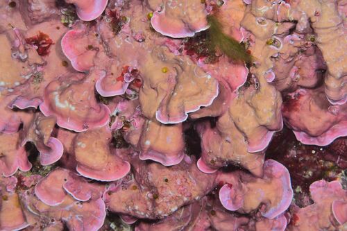 Coralline Algae - Photo (c) xavi salvador costa, some rights reserved (CC BY-NC)