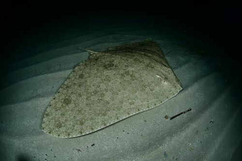 Spiny Butterfly Ray - Photo (c) xavi salvador costa, some rights reserved (CC BY-NC)