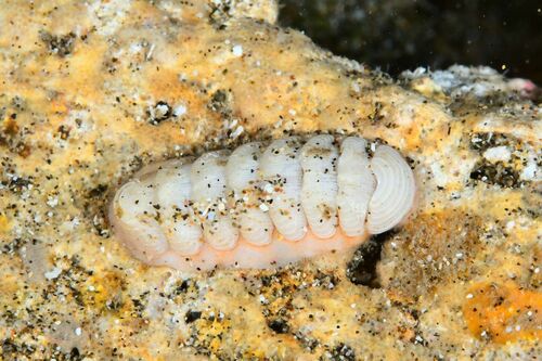 Leptochiton algesirensis - Photo (c) xavi salvador costa, some rights reserved (CC BY-NC)
