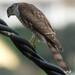 Eurasian Sparrowhawk - Photo (c) Vicenç Roig Vidal, some rights reserved (CC BY-NC), uploaded by Vicenç Roig Vidal