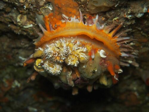 European Thorny Oyster - Photo (c) xavi salvador costa, some rights reserved (CC BY-NC)