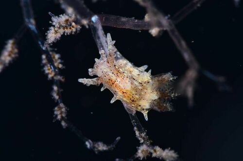 Bermudella polycerelloides - Photo (c) xavi salvador costa, some rights reserved (CC BY-NC)