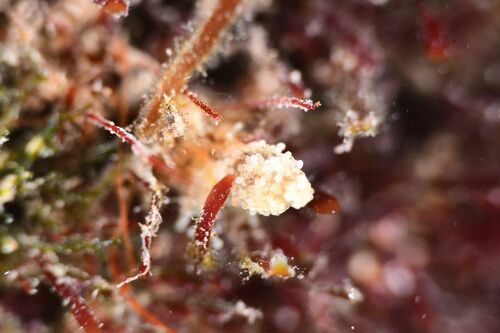 Candelabrum cocksii - Photo (c) xavi salvador costa, some rights reserved (CC BY-NC)