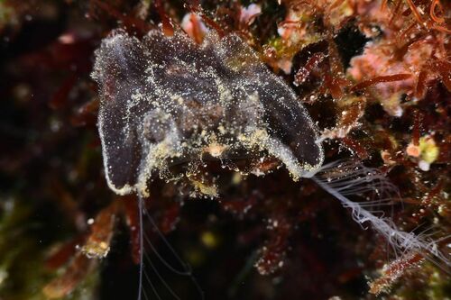 Vallicula multiformis - Photo (c) xavi salvador costa, some rights reserved (CC BY-NC)