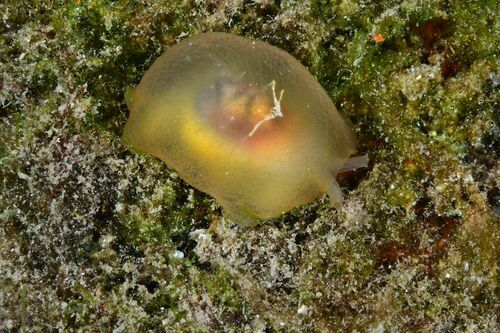 Berthella stellata - Photo (c) xavi salvador costa, some rights reserved (CC BY-NC)