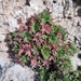 Potentilla caulescens - Photo (c) Karen Soacha, some rights reserved (CC BY), uploaded by Karen Soacha