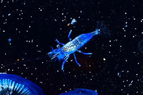 Cerulean Sargassum Shrimp - Photo (c) xavi salvador costa, some rights reserved (CC BY-NC)