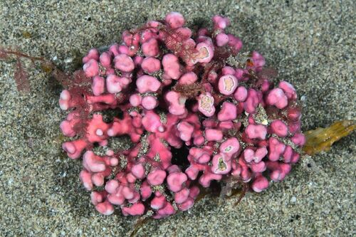 Maerl - Photo (c) xavi salvador costa, some rights reserved (CC BY-NC)