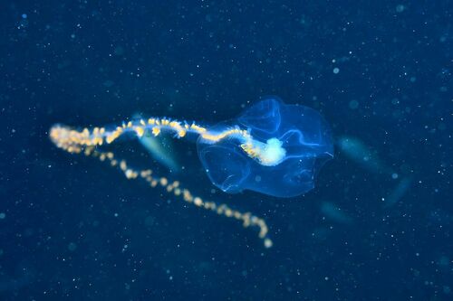 Rosacea - Photo (c) xavi salvador costa, some rights reserved (CC BY-NC)