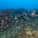 Sargocentron rubrum - Photo (c) Hagai Nativ, Morris Kahn Marine Research Station, University of Haifa, some rights reserved (CC BY), uploaded by Hagai Nativ, Morris Kahn Marine Research Station, University of Haifa