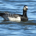Barnacle Goose - Photo (c) mestralet, some rights reserved (CC BY-NC), uploaded by mestralet