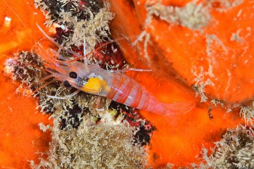 Lysmata nilita - Photo (c) xavi salvador costa, some rights reserved (CC BY-NC)