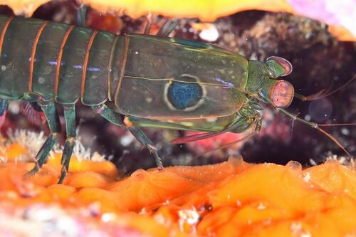 Pseudosquillisma oculata - Photo (c) xavi salvador costa, some rights reserved (CC BY-NC)