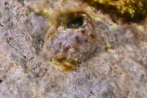 Volcano Barnacle - Photo (c) xavi salvador costa, some rights reserved (CC BY-NC)