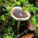 Rhodocollybia butyracea - Photo (c) xavi salvador costa, some rights reserved (CC BY-NC), uploaded by xavi salvador costa