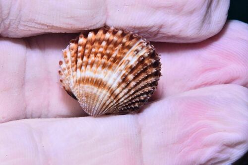 Spiny Cockle - Photo (c) xavi salvador costa, some rights reserved (CC BY-NC)