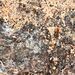 Argentine Ant - Photo (c) xavi salvador costa, some rights reserved (CC BY-NC), uploaded by xavi salvador costa