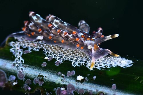 Eubranchus viriola - Photo (c) xavi salvador costa, some rights reserved (CC BY-NC)