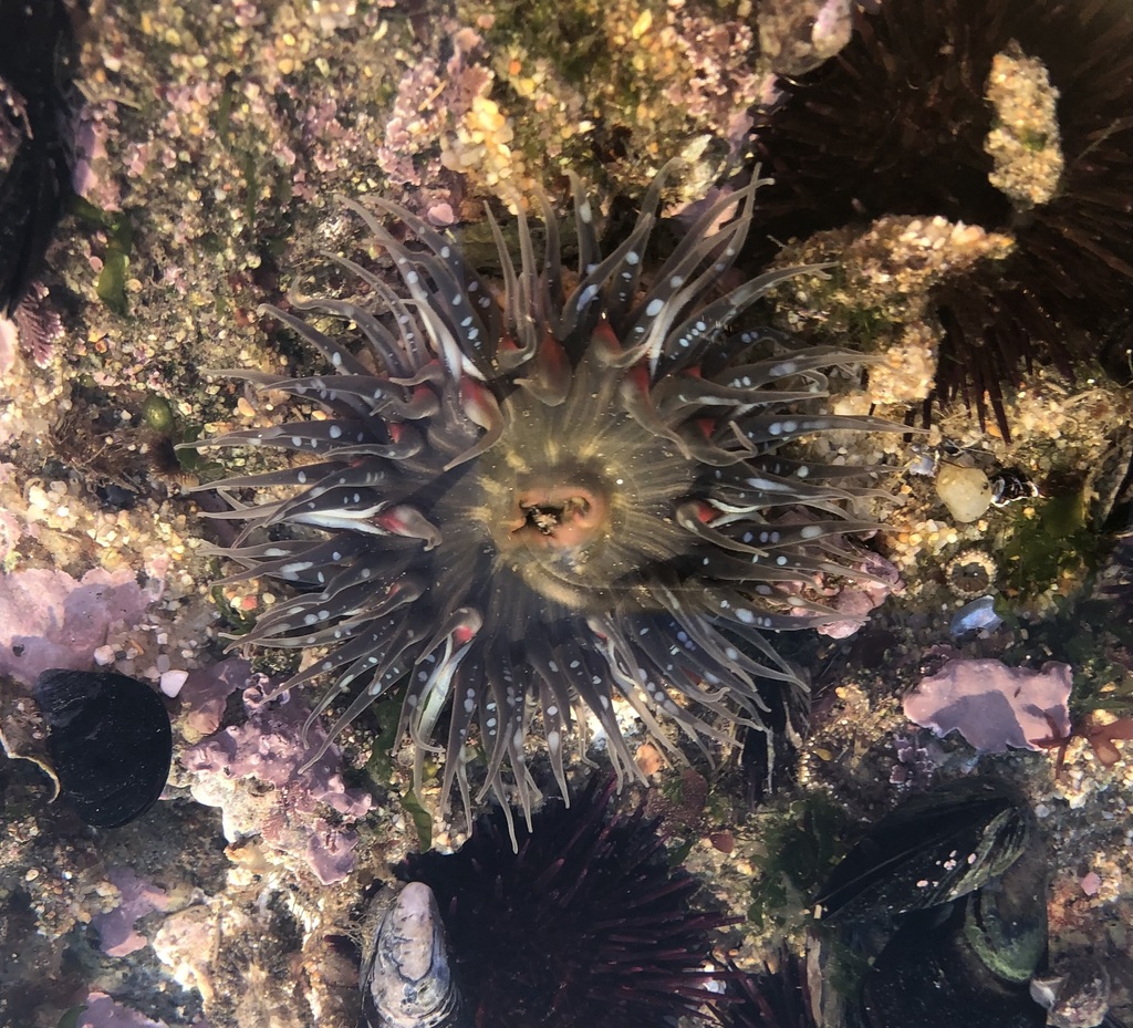 Anthopleura biscayensis - Photo (c) Gabriela Borer, some rights reserved (CC BY-NC), uploaded by Gabriela Borer