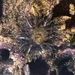 Anthopleura biscayensis - Photo (c) Gabriela Borer, some rights reserved (CC BY-NC), uploaded by Gabriela Borer