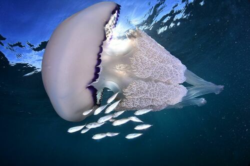 Barrel Jelly - Photo (c) xavi salvador costa, some rights reserved (CC BY-NC)