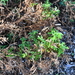 Ononis ramosissima - Photo (c) xavi salvador costa, some rights reserved (CC BY-NC), uploaded by xavi salvador costa