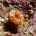 Carnation Coral - Photo (c) mjvergotti, some rights reserved (CC BY-NC), uploaded by mjvergotti