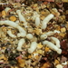 Anemonactis mazeli - Photo (c) xavi salvador costa, some rights reserved (CC BY-NC), uploaded by xavi salvador costa