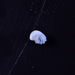 Carinorbis clathrata - Photo (c) xavi salvador costa, some rights reserved (CC BY-NC), uploaded by xavi salvador costa