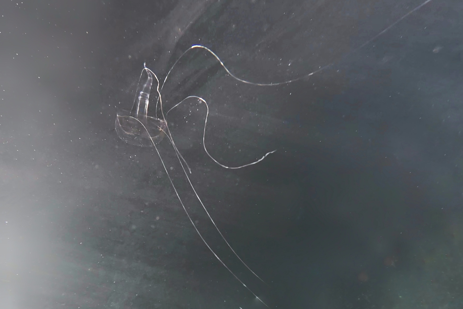 Geryonia proboscidalis (Forsskål, 1775)