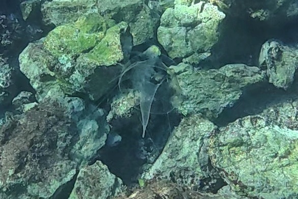 Geryonia proboscidalis (Forsskål, 1775)