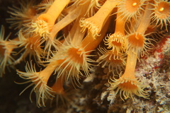 Yellow Cluster Anemone - Photo (c) Edu Alcaniz, some rights reserved (CC BY-NC-SA), uploaded by Edu Alcaniz