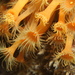 Yellow Cluster Anemone - Photo (c) Edu Alcaniz, some rights reserved (CC BY-NC-SA), uploaded by Edu Alcaniz