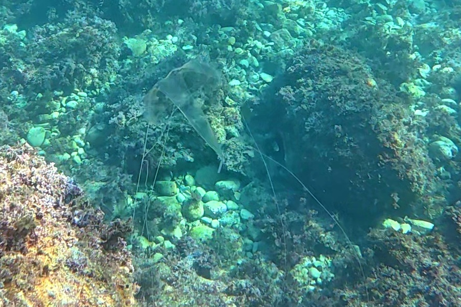 Geryonia proboscidalis (Forsskål, 1775)