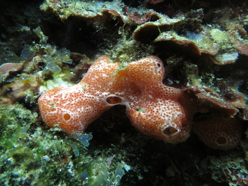 Didemnum commune - Photo (c) Mónica Franco, some rights reserved (CC BY-NC), uploaded by Mónica Franco Maimir