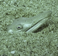 Giant Snake Eel - Photo (c) elenanabau, some rights reserved (CC BY-NC)