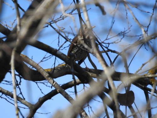 Song Thrush - Photo (c) mestralet, some rights reserved (CC BY-NC)