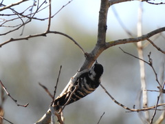 Lesser Spotted Woodpecker - Photo (c) mestralet, some rights reserved (CC BY-NC)