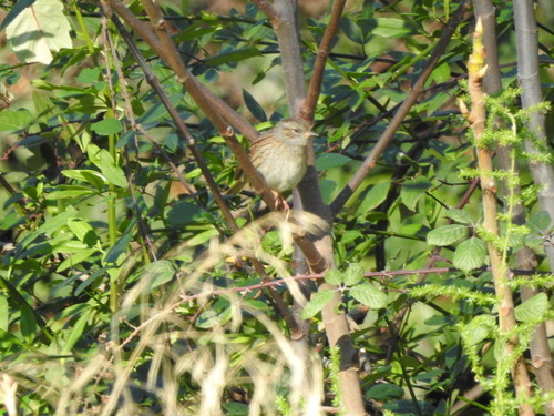 Dunnock - Photo (c) mestralet, some rights reserved (CC BY-NC)