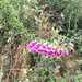 Digitalis purpurea - Photo (c) Laia Manyer, some rights reserved (CC BY-NC), uploaded by Laia Manyer