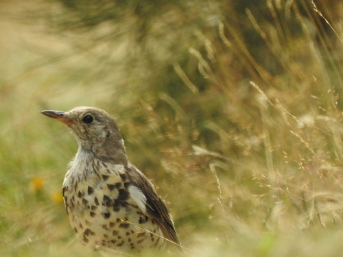 Mistle Thrush - Photo (c) mestralet, some rights reserved (CC BY-NC)