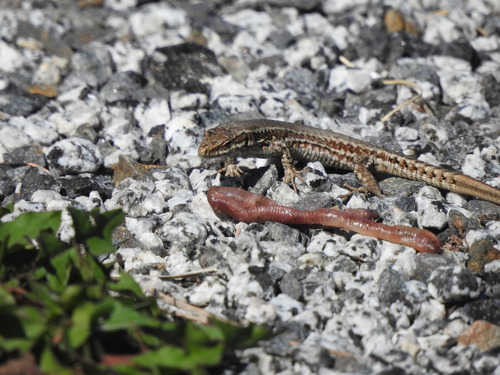 Common Wall Lizard - Photo (c) mestralet, some rights reserved (CC BY-NC)