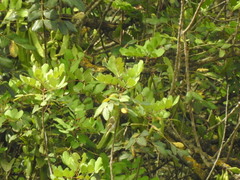 Melodious Warbler - Photo (c) mestralet, some rights reserved (CC BY-NC)